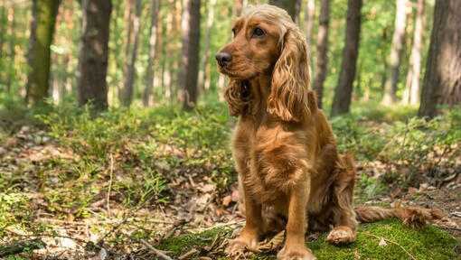 Cockerspaniel sitzt im Wald