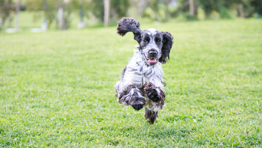 Cocker Spaniel noir et blanc en train de courir