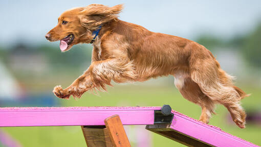 chien courant sur un parcours d'agilité