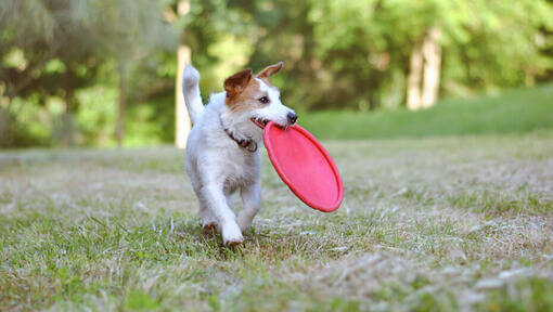 Kleiner Hund mit roter Frisbeescheibe