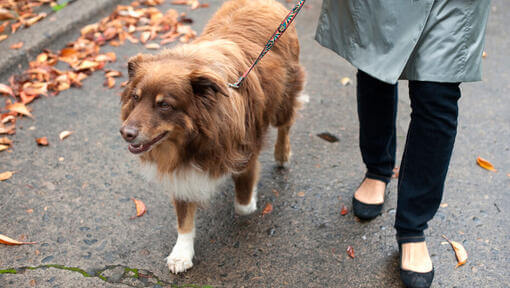 Hund, der neben Besitzer an der Leine geht