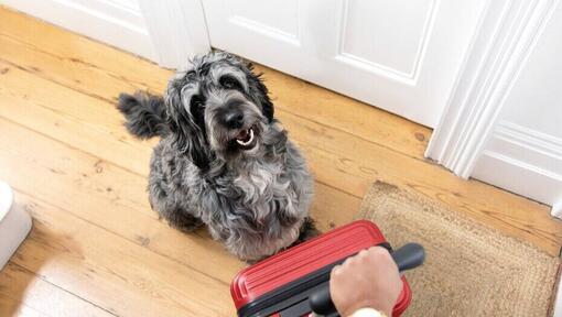 propriétaire tenant une valise rouge avec son chien assis à côté