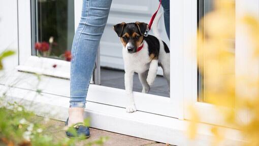 Petit chien tenu en laisse rouge sortant de la maison