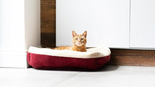 Rote Katze, die in rotem Katzenbett sitzt