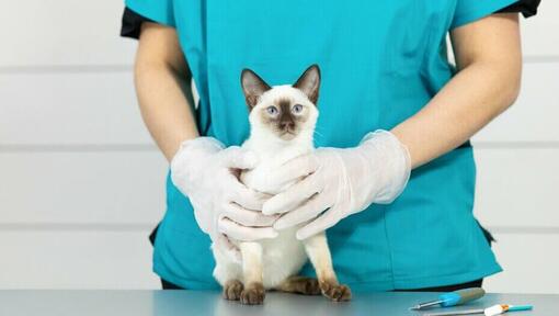 Helle Siamkatze auf Tierarzttisch