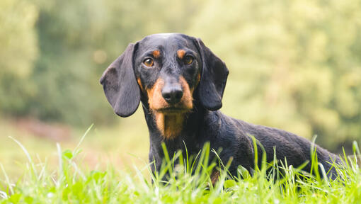 Dackel liegt im Gras