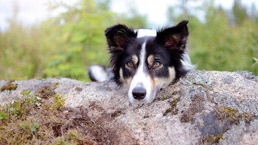 Chien avec la tête posée sur un rocher