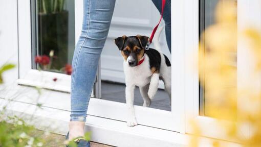 Chiot tenu en laisse sortant de chez le vétérinaire