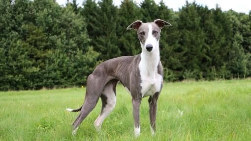 Lévrier Whippet (Lévrier nain)