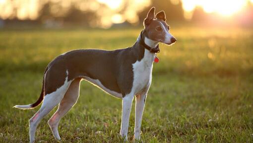 Lévrier Whippet (Lévrier nain)