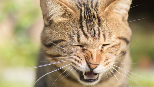 Chat en train d’éternuer