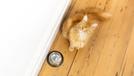 Chat roux touffu assis près d’une gamelle d'eau