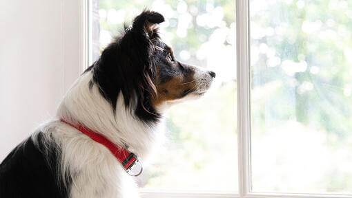 Hund schaut aus dem Fenster