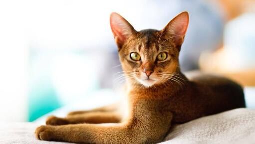 Le chat abyssin est allongé sur le canapé