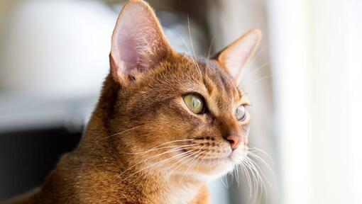 Abessinierkatze schaut durchs Fenster