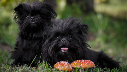 Zwei schwarze Affenpinscher, die in die Kamera schauen