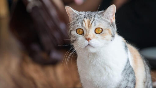 American Wirehair regardant quelque chose avec curiosité