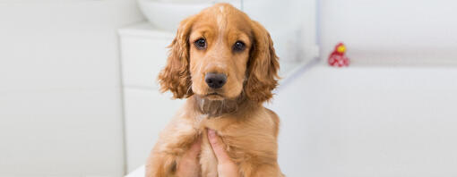 Chiot tenu au-dessus de la baignoire