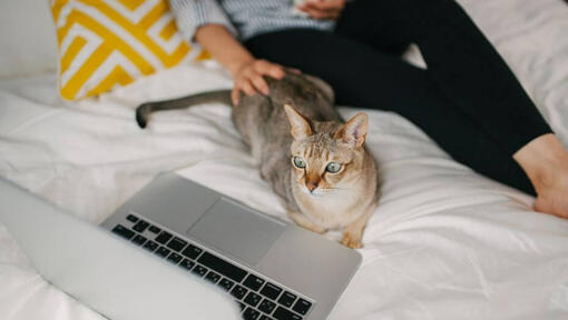 Frau sieht mit ihrem Haustier, einer Asian-Katze, auf ihrem Laptop einen Film an