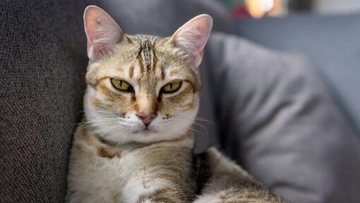 Asian-Katze macht sich bereit, auf der Couch zu schlafen