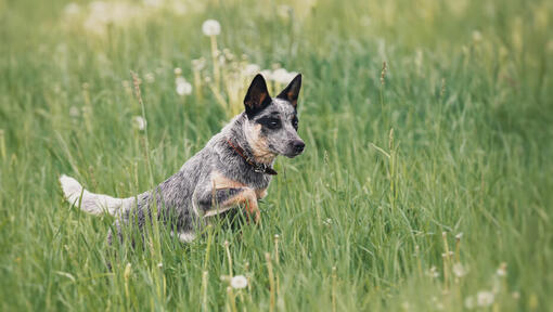 Australian Cattle Dog, der im Feld läuft