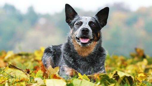 Australian Cattle Dog, der auf Rasen mit Laub liegt