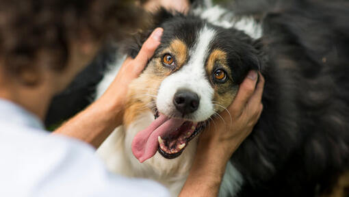 Australian Shepherd mit Besitzer