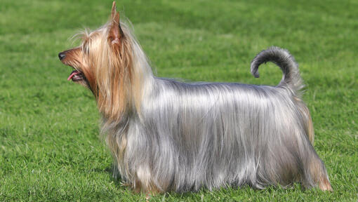 Silky Terrier australien sur l'herbe