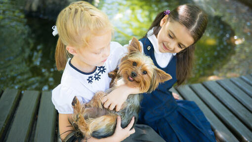 Australian Silky Terrier mit Kindern