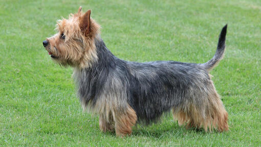 Terrier australien sur l'herbe