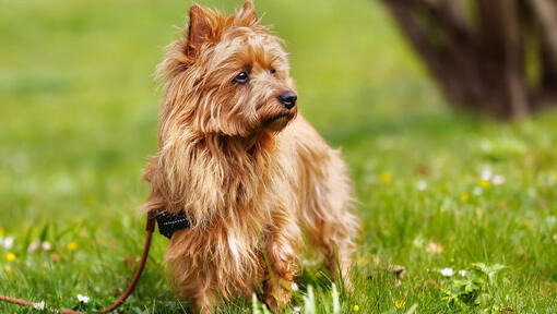 Terrier australien à fourrure rousse sur l'herbe