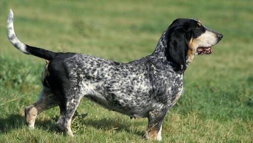 Basset Bleu de Gascogne in einem Feld