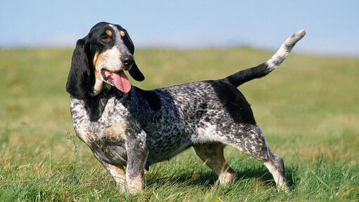 Basset Bleu de Gascogne auf einem Feld 