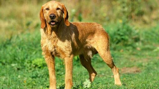 Basset Fauve de Bretagne auf dem Feld