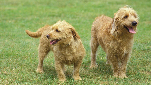 Zwei Bassets Fauves de Bretagne geniessen einen Spaziergang