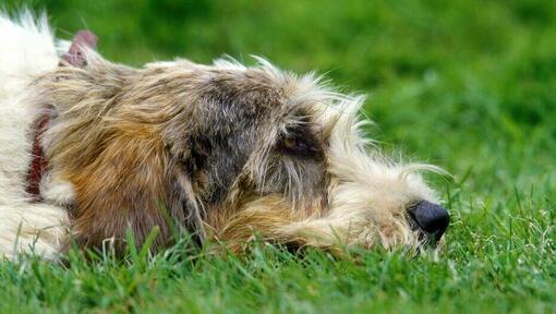 Grand Basset Griffon vendéen allongé sur le sol