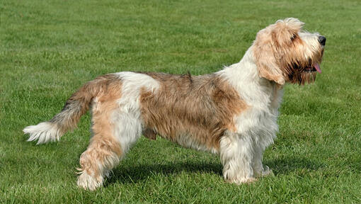 Basset griffon vendéen (petit)