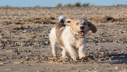 Basset griffon vendéen (petit)