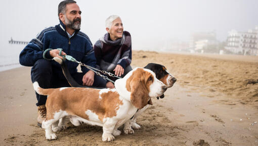 Basset Hounds avec leurs propriétaires sur la plage