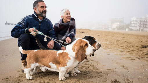 Bassets mit Besitzern am Strand