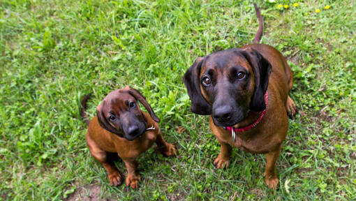 Deux chiens rouges de Bavière regardant leur propriétaire