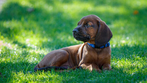 Chiot rouge de Bavière couché sur l'herbe