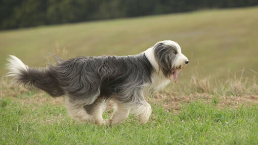 Bearded Collie auf einem Feld