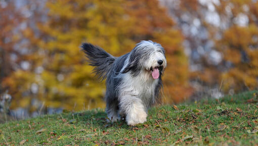 Bearded Collie im Wald