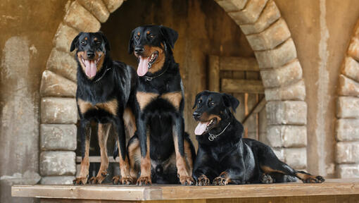 Trois Beaucerons immobiles