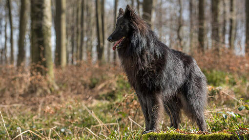 Groenendael im Wald