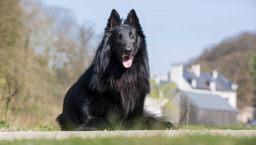 Groenendael sitzt auf dem Boden