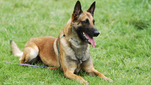 Malinois, der im Gras liegt 