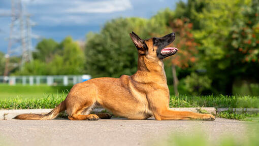 Berger belge Malinois regardant vers le haut