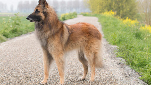 Berger belge Tervueren sur la route